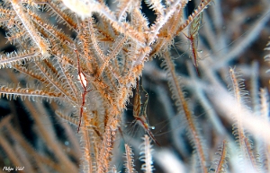 Maldives 2021 - Crevette de Psamathee - Seafan shrimp - Manipontonia psamathe - DSC00660_rc